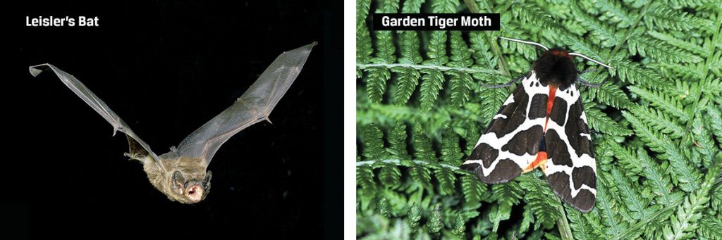 Leisler's Bat (Left) and Garden Tiger Moth (Right)